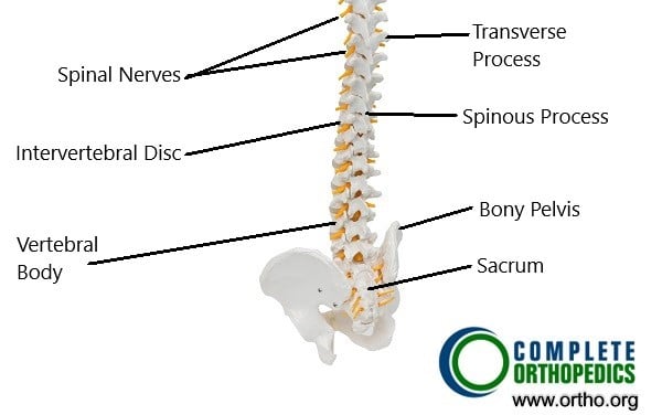 Bone model showing the anatomy of the spine