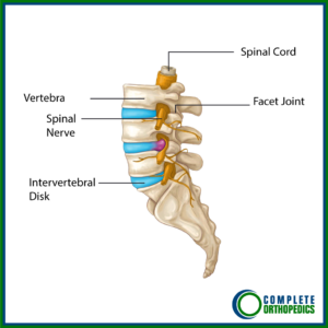 Cushion between vertebrae hotsell